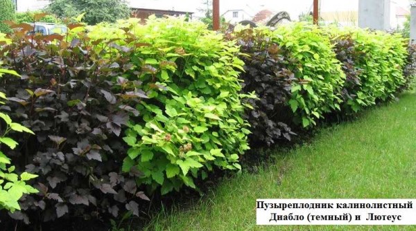 L'un des arbustes de haie verts à la croissance la plus rapide