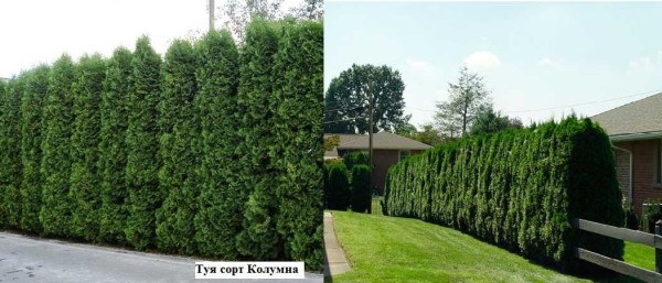 Thuja devient verte en hiver et en été