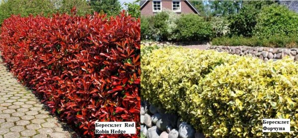 Haie d'Euonymus