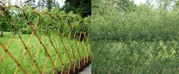 Haie de saule