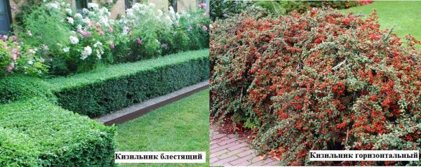 Différents types de cotonéaster. L'un est bon pour une clôture vive cisaillée, l'autre est bon pour la culture libre