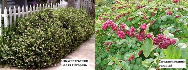 La myrtille est très décorative après l'apparition du fruit. Ils s'accrochent à des branches sous la neige, pour lesquels ils portent le nom