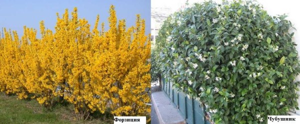 Le forsythia fleurit très bien et abondamment au printemps, puis se développe avec un feuillage dense et allongé. Chubushnik n'est pas de couleur si décorative, mais sa feuille est brillante