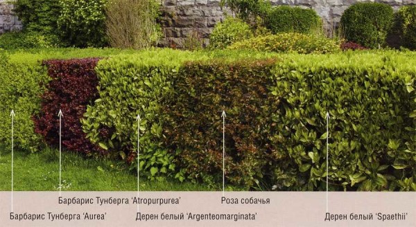 Vous pouvez faire une haie combinée à partir de différentes plantes