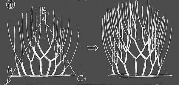 La troisième étape de la formation d'une haie est de forcer en hauteur