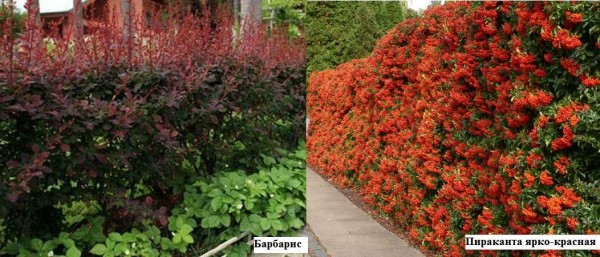 L'épine-vinette de différentes variétés a une couleur de feuille différente. Les pirkata peuvent porter des fruits à partir d'odes rouges vives de jaune, elles persistent sur les branches en hiver, jusqu'à ce qu'elles soient mangées par les oiseaux