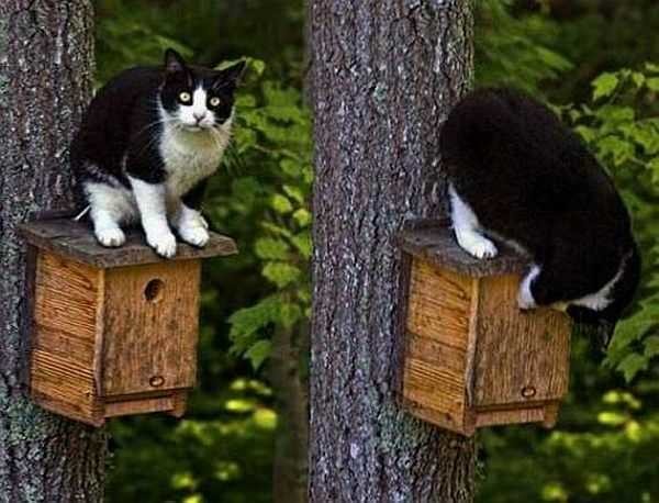 Agrandissez la saillie du toit pour que le chat ne puisse pas atteindre les poussins avec sa patte