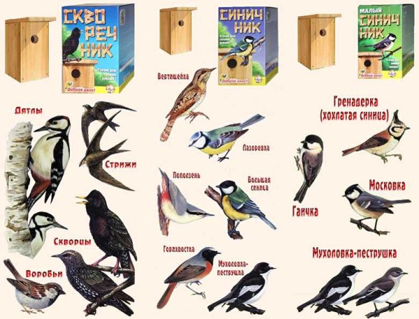 Quels oiseaux s'installent dans quels nichoirs
