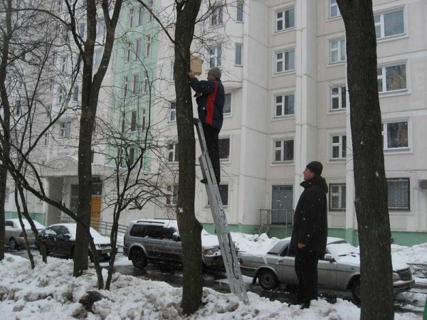 Les oiseaux chanteurs veulent être plantés en ville