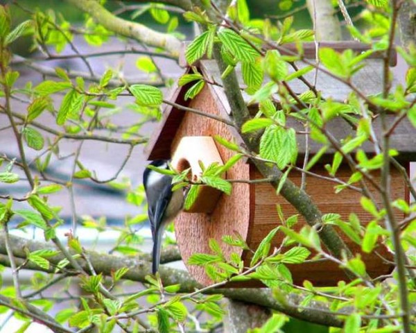 Mésange