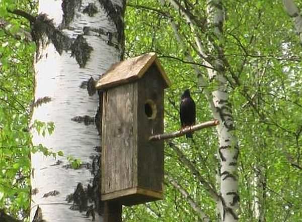 Voici à quoi ressemble le bois après quelques mois