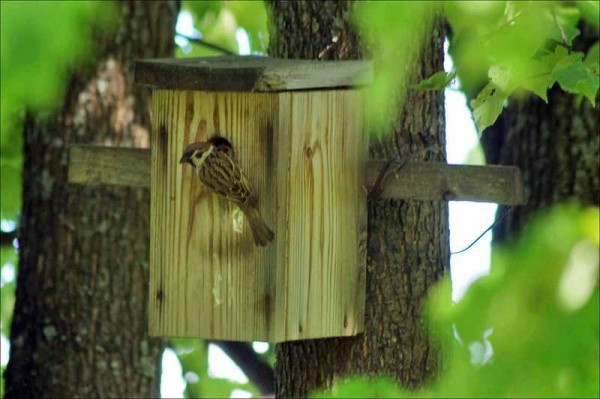 Les oiseaux s'adapteront sans perchoir