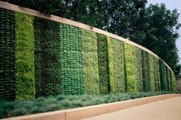 Une vraie clôture verte, mais pas d'arbustes, mais d'herbes en pot