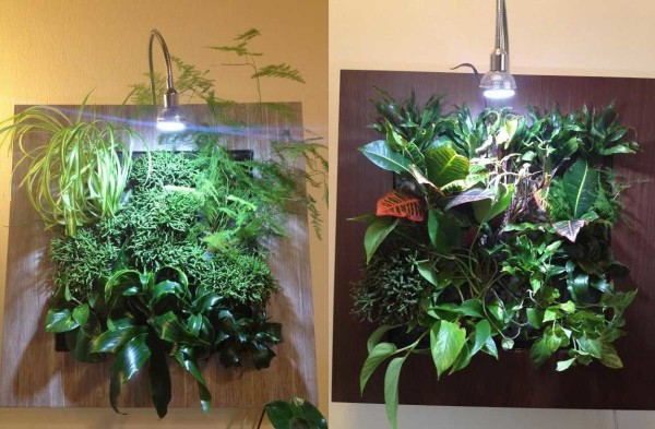 Peinture verte de plantes - une façon inhabituelle de décorer les murs