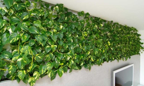 Bordure vivante sous le plafond