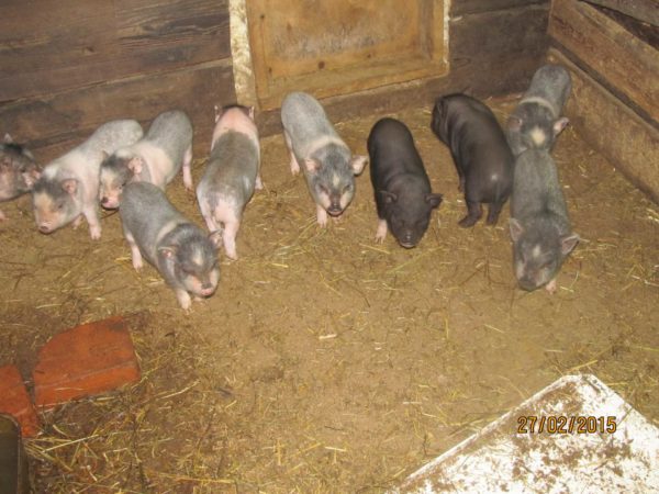 Avec une grande quantité de litière, les porcelets peuvent également être gardés sur un sol en terre.
