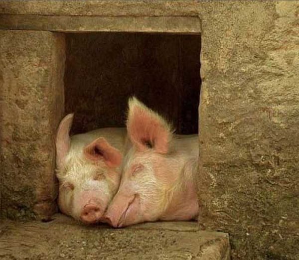Les porcs devraient être bons, alors ils grandiront rapidement