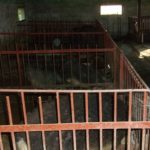La clôture de la porcherie est faite de barres d'armature et de bandes d'acier