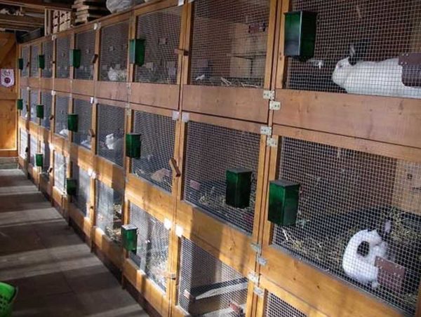 Les cages du lapin sont rarement placées sur trois niveaux - les cages inférieures sont difficiles à entretenir