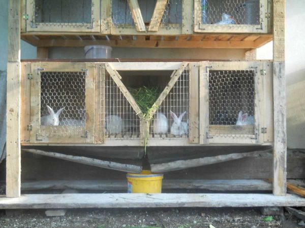 Un plateau dans une cage à lapin peut être partagé entre plusieurs cages