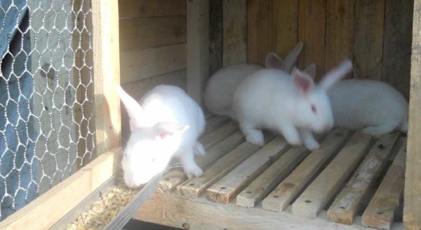 Il est préférable de doubler le sol dans une cage à lapin - le premier niveau est fait de planches de bois ou de grille métallique