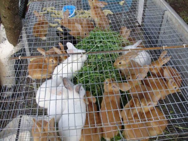 L'enclos pour l'engraissement d'été des jeunes animaux est clôturé avec des filets