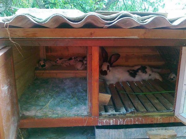 Il devrait y avoir suffisamment d'espace pour que le lapin s'étire