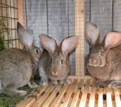 Pour une santé normale, certaines conditions sont requises
