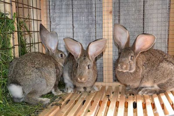 Pour une santé normale, certaines conditions sont requises
