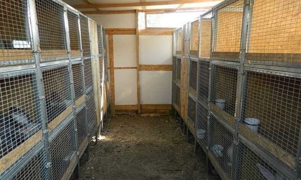La disposition des cages dans le lapin en deux rangées est pratique