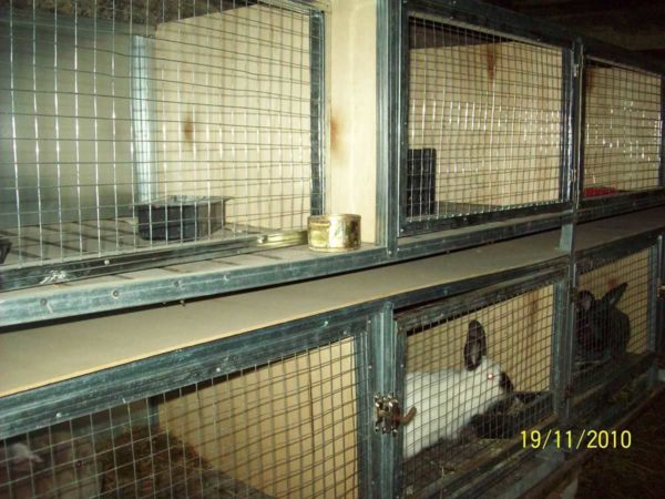 Dans ce lapin il y a des cages en profilés galvanisés et en contreplaqué