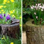 Les primevères fleurissent plus tôt dans les souches - elles reçoivent plus de soleil et sont situées plus haut du sol froid