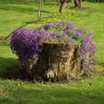 Sur une souche haute, les fouets à fleurs suspendus ont fière allure