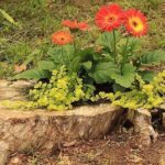 Dans les souches basses, plusieurs plantes à feuillage décoratif et une ou deux fleurs à grandes fleurs lumineuses sont plantées