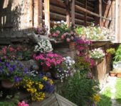 Une abondance de fleurs égayera n'importe quel paysage ou maison