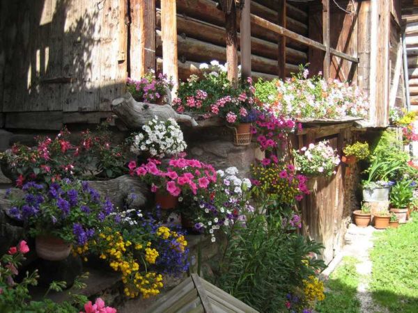 Une abondance de fleurs égayera n'importe quel paysage ou maison