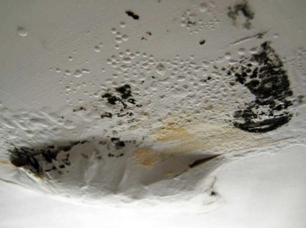 Le champignon n'est pas seulement une surface. Ses spores à l'intérieur du mur