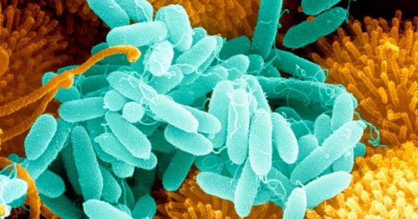 Les bactéries doivent créer des conditions optimales pour la vie