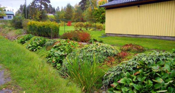 Pour que les bords du fossé ne soient pas arrosés, il peut être planté avec des plantes qui aiment l'humidité avec un système racinaire puissant