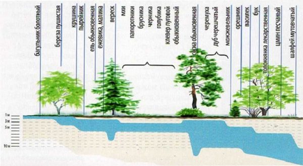 Déterminer la profondeur des eaux souterraines par les plantes