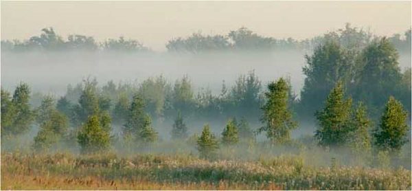 L'accumulation de brouillard peut déterminer la présence d'eau souterraine