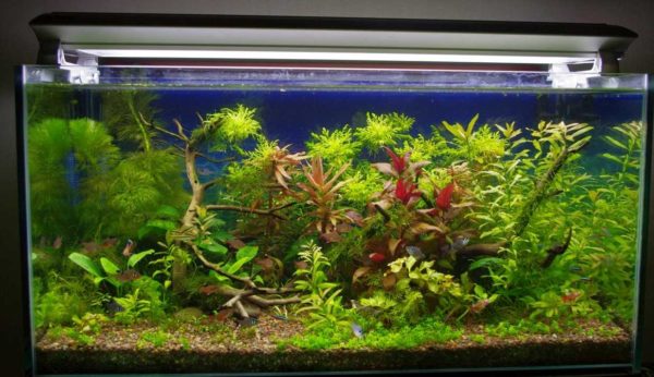 Le bon éclairage pour un aquarium doit être adapté à bien des égards.