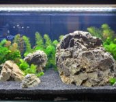 Un bon éclairage de l'aquarium doit fournir suffisamment de lumière, mais trop de lumière est également nocive.
