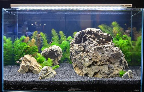 Un bon éclairage de l'aquarium doit fournir suffisamment de lumière, mais trop de lumière est également nocive.
