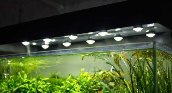 Un exemple d'utilisation de LED pour éclairer un aquarium