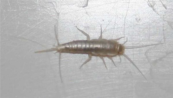 L'un des insectes les plus courants dans la salle de bain est le lépisme.