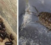 Ces insectes dans la salle de bain sont des invités fréquents. Les cloportes sont appelés
