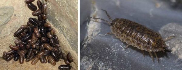 Ces insectes dans la salle de bain sont des invités fréquents. Les cloportes sont appelés