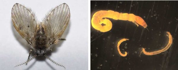 Papillon et ses larves (très agrandies)
