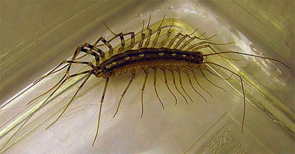 Ces insectes dans la salle de bain chassent